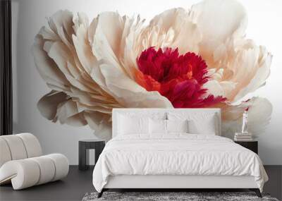 isolated white rose flower with red core Wall mural