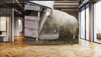 Staring Goat Wall mural