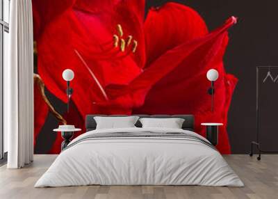 amaryllis rouge 2 Wall mural