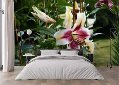 Lys blanc et mauve Zéba, flowers, high definition, natural lilies, very large lilies, white and purple , France, perfect flowers, deep flagrance, morning light  (jardin du ruisseau de l'église 2022) Wall mural