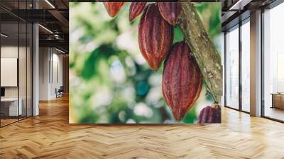 Cacao Tree (Theobroma cacao). Organic cocoa fruit pods in nature. Wall mural