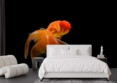 goldfish isolated on a dark black background. different colorful Carassius auratus in the aquarium Wall mural