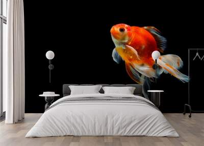 goldfish isolated on a dark black background. different colorful Carassius auratus in the aquarium Wall mural