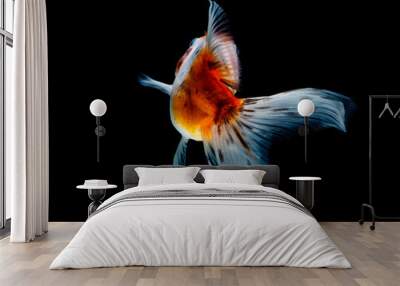 goldfish isolated on a dark black background Wall mural