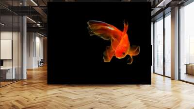 goldfish isolated on a dark black background Wall mural