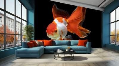 goldfish isolated on a dark black background Wall mural