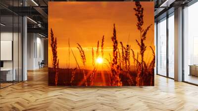 Very beautiful and colorful sunset in the countryside with grass in the foreground Wall mural