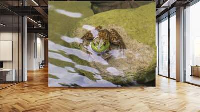 frog in the pond Wall mural