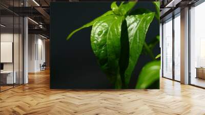 Andrographis paniculata leaves on a dark background Wall mural