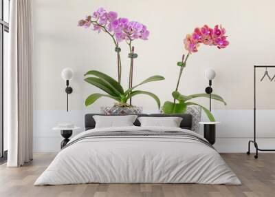 Blooming mini phalaenopsis orchids in a clear pots Wall mural