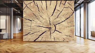 Background, cutting of a felled tree, the rings of a sawn tree trunk. Wall mural