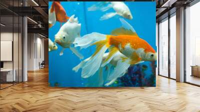 Goldfish and albinos in an aquarium with blue background. Wall mural