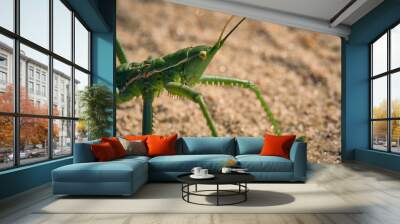 Steppe dybka sandy background, macro photo.Largest grasshopper in Russia. Wall mural