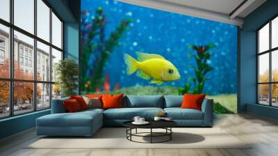 Yellow aquarium cichlid fish in an aquarium with bubbles on the background. Wall mural