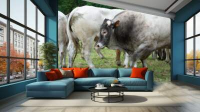 Bazas beef, Bazadaise cows and calves daisy in the meadow Wall mural