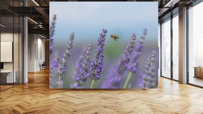 Honey bee pollinates lavender flowers. Plant decay with insects., sunny lavender, Lavender flowers, High quality photo Wall mural