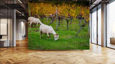 Sustainable development, Flock of sheep grazing grass in Bordeaux Vineyard Wall mural