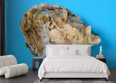 top view oyster shell on blue background Wall mural