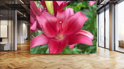 Red lily flower in summer blooming Wall mural