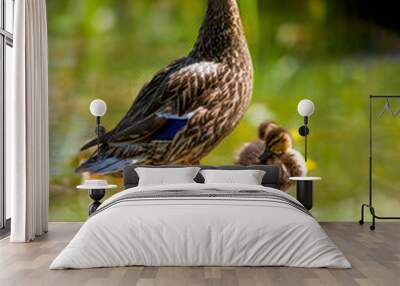  mallard duck with ducklings Wall mural