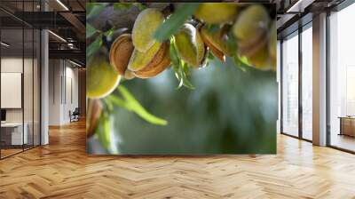 almond harvest Wall mural