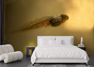 tadpole 2 Wall mural