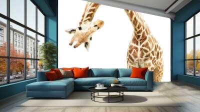 Giraffe face head hanging upside down Wall mural