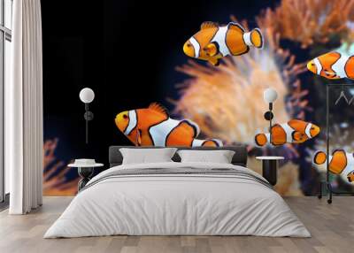 Sea anemone and clown fish Wall mural