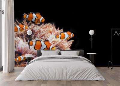 Sea anemone and clown fish Wall mural