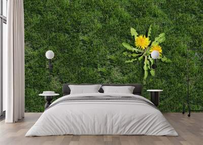 Yard weed problem as a dandelion flower and plant as a symbol of unwanted weeds on a green grass field as a symbol of herbicide use in the garden or gardening and landscaping concept. Wall mural