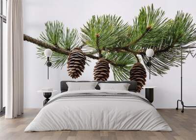 pine tree branch white background Wall mural