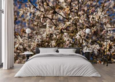 blooming white magnolia in spring Wall mural