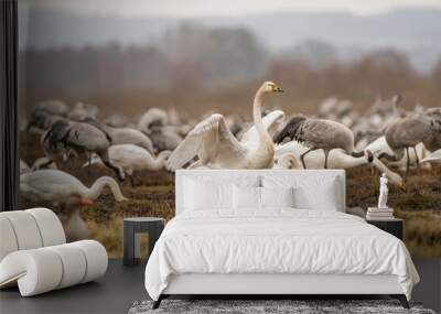 Swan, swans (Cygnus) flapping its wings, cranes (Grus grus) in the background Wall mural