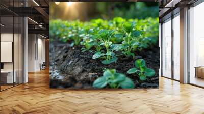 Fresh green plants growing in rows under sunlight, showcasing agricultural growth. Wall mural