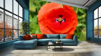 Beautiful poppy in summer sunshine Wall mural