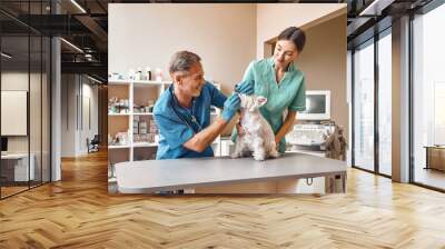 Smile to the doctor. A kind and positive middle-aged vet checking teeth of a small dog while his young female assistant keeping a patient at the veterinary clinic. Wall mural