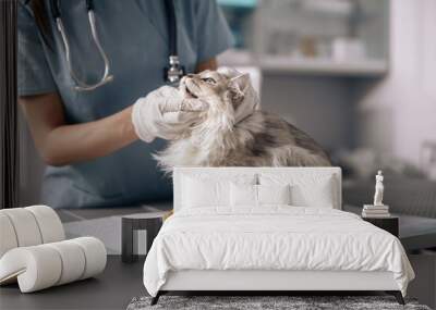 Veterinarian in latex gloves examines cat on table in hospital Wall mural