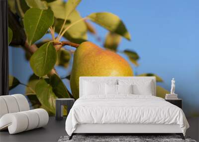 Photo of fresh ripe pear on a tree with blue sky Wall mural