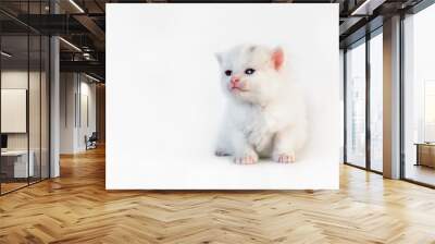 White kitten looking up Wall mural