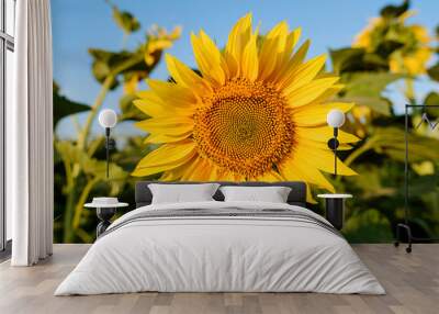 Single sunflower yellow flower head in agricultural field blue sky selective focus Wall mural