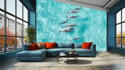 View from above of a pod of dolphins enjoying a swim in the ocean Wall mural