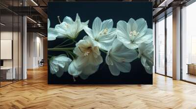 Elegant white flowers blossoming on black background Wall mural