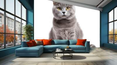 grey cat white background Wall mural