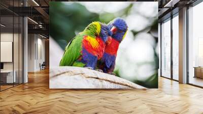 lori lorikeet Wall mural