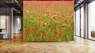 lovely poppy field in spring Wall mural