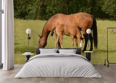 american paint mare and colt Wall mural