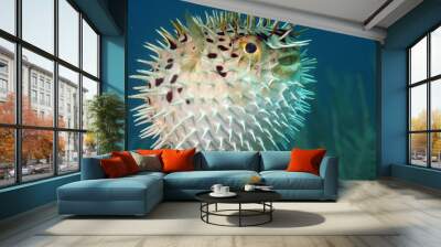 Blowfish or diodon holocanthus underwater in ocean Wall mural