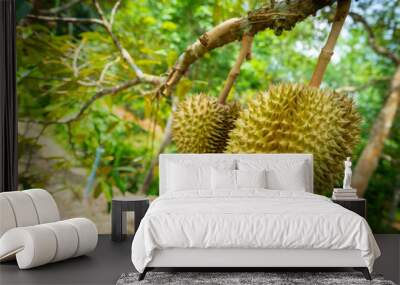 Durian, oval-shaped, large, hard-shelled lobes Hard thorns all over the fruit The meat covering the seeds has a sweet taste. It has many varieties. Wall mural