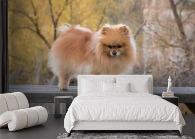 Cute fluffy pomeranian puppy standing on a wooden bench Wall mural