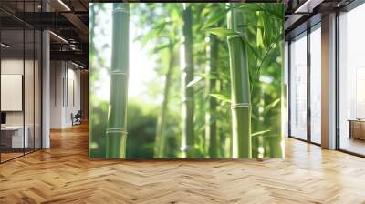 Close-up of bamboo stalks in a forest with sunlight shining through the leaves. Wall mural